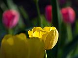 Hiding Yellow Tulip_DSCF02134-2